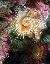 Red-Trumpet Calcareous Tubeworm (Serpula columbiana)