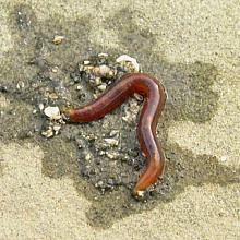 Thread Sludgeworm (Notomastus tenuis)