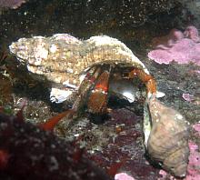 Bering Hermit (Pagurus beringanus)