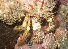 Bluespine Hermit Crab (Pagurus kennerlyi)
