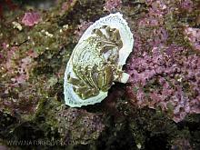 Butterfly Crab (Cryptolithodes typicus) - underside