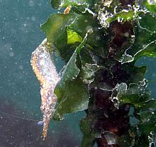 California Green Shrimp (Hippolyte californiensis)