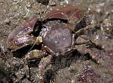 Flat Porcelain Crab (Petrolisthes cinctipes)