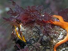 Giant Acorn Barnacle (Balanus nubilus)