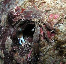Graceful Kelp Crab (Pugettia gracilis)