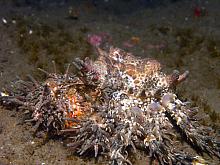 Heart Crab (Phyllolithodes papillosus)