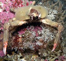 Masking Crab (Loxorhynchus crispatus)