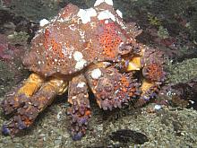 Puget Sound King Crab