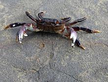 Purple Shore Crab (Hemigrapsus nudus)