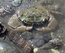 Purple Shore Crab - green variant