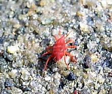 Red Velvet Mite (Neomolgus littoralis)