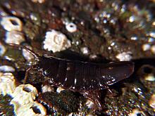Rockweed Isopod (Idotea wosnesenskii)