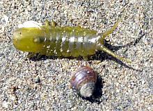 Rockweed Isopod - yellow (Idotea wasnesenskii)