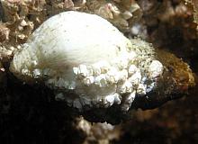 Rostrate Barnacle (Balanus rostratus)