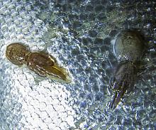 Salmon Louse (Lepeophtheirus salmonis)