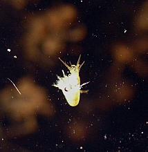 Sea Flea - pelagic amphipod