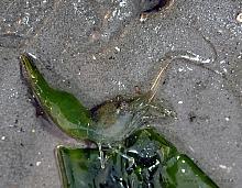 Sitka Shrimp (Heptacarpus sitchensis)