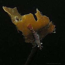 Stimpsons Shrimp (Heptacarpus stimpsoni)