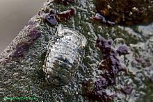 Stubby Isopod (Gnorimosphaeroma)