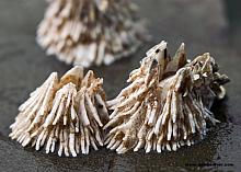 Thatched Acorn Barnacle (Semibalanus cariosus)