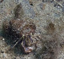 Widehand Hermit (Elassochirus tenuimanus)