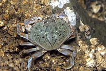 Yellow Shore Crab (Hemigrapsus oregonensis)