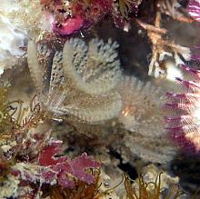 Spiral Bryozoan (Bugula pacifica)