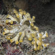 White Branching Bryozoan (Diaperoecia californica)