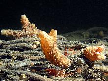 Club Tunicate (Styela clava)
