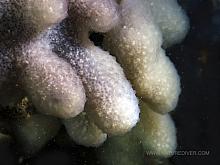 Mauve lobed compound tunicate (Eudistoma purpuropunctatum)