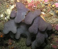 Mauve lobed compound tunicate (Eudistoma purpuropunctatum)