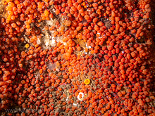 Orange Social Tunicates (Metandrocarpa taylori)