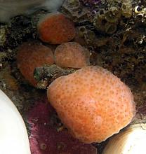 Red-Dotted Compound Tunicate (Eudistoma molle)