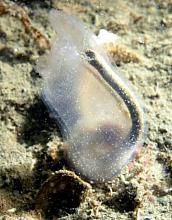 Sea Vase (Ciona savignyi)