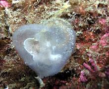 Transparent Sea Squirt (Corella willmeriana)