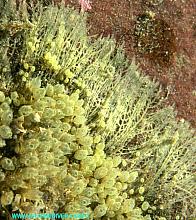 Yellow Social Tunicate (Perophora annectens)