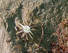 Twelve-Tentacled Parasitic Anemone (Peachia quinquecapitata) 2