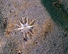 Twelve-Tentacled Parasitic Anemone (Peachia quinquecapitata)3