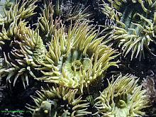 Aggregating Anemones (Anthopleura elegantissima)