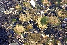 Aggregating Anemones (Anthopleura elegantissima)