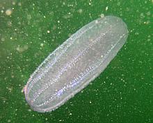 Beroes Comb Jelly (Beroe cucumis)