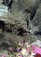 Bottlebrush Hydroid (Thuiaria thuja)