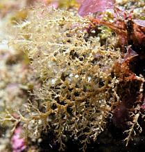 Brown Bushy Hydroid (Eudendrium californicum)