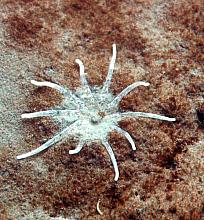 Burrowing Anemone (Halcampa decemtentaculata)