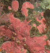 Encrusting Hydrocoral (Allopora petrograpta)