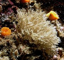 Fibre-Optic Hydroid (Abietinaria greenei)