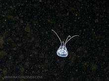 Four Tentacled Jelly (Aegina citrea)