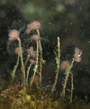 Giant Pink-Mouth Hydroid (Tubularia indivisa)