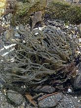 Green Burrowing Anemone (Anthopleura artemisia)