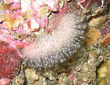 Hedgehog Hydroid (Clavactinia milleri)